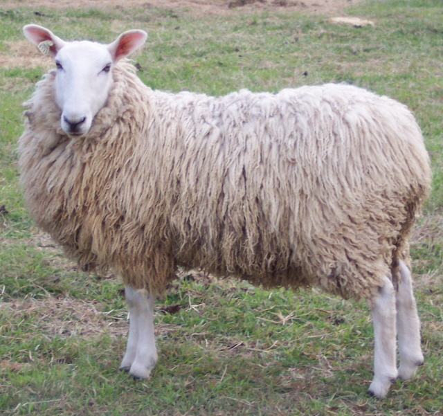 Border Leicester Sheep